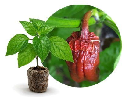 7 pot bubblegum choco