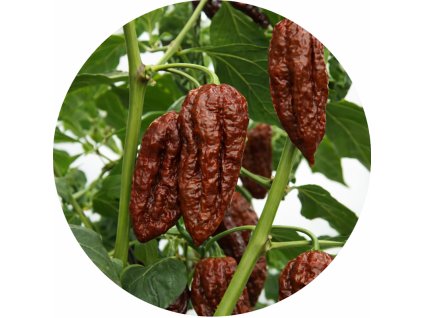 BHUTCHOCO