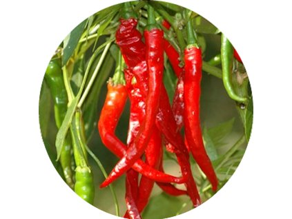 CAYENNE4