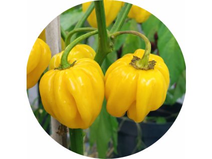 HABANEROYELLOW2