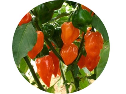 HABANEROORANGE2