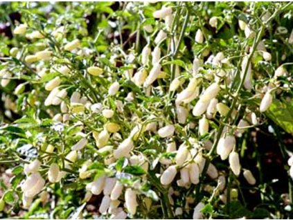 HABANEROWHITE