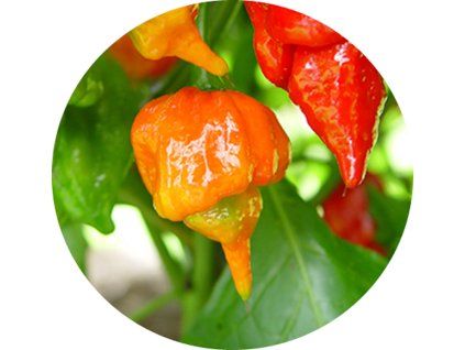Trinidad Scorpion Butch T Chilli semínka