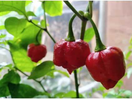 TSMORUGA4