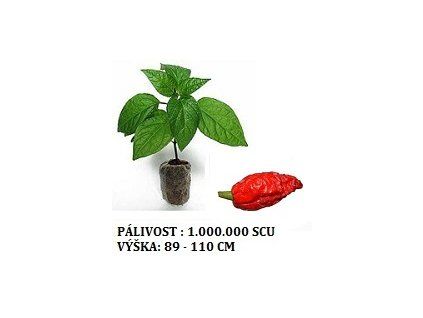 bhut 1