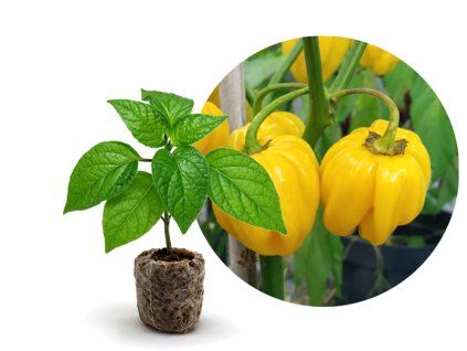 HABANERO YELLOW