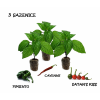 chilli sazenice trio 26