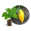 aji lemon