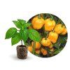 Scotch Bonnet Yellow - chilli sazenice v jiffu