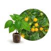 aji charapita