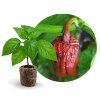7 pot bubblegum choco