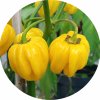 HABANEROYELLOW2