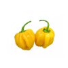 HABANEROYELLOW1