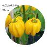 habanero yellow1