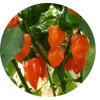 HABANEROORANGE2