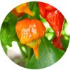 Trinidad Scorpion Butch T Chilli semínka