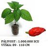 bhut 1