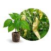 bhut white jiff