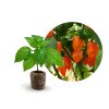 Habanero Orange - chilli sazenice v jiffu
