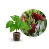 jalapeno