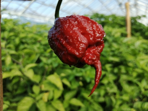 Carolina Reaper Chocolate