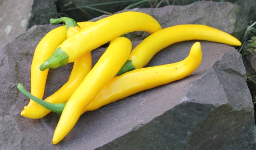 Cayenne Golden