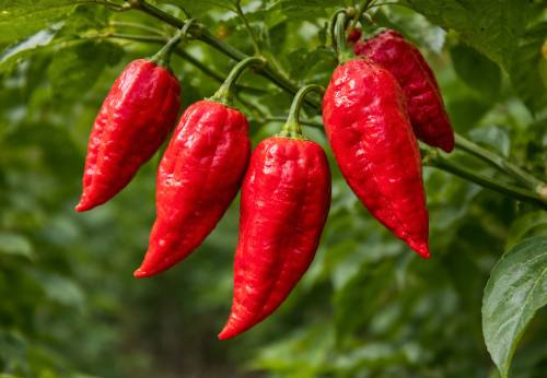 Fatalii Red