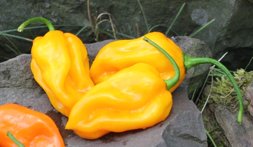 Habanero Limon