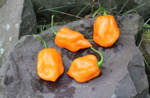 Habanero Orange