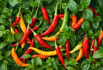 Jak pěstovat chilli papričky