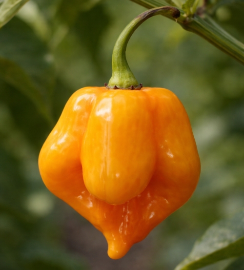 Scotch Bonnet Yellow