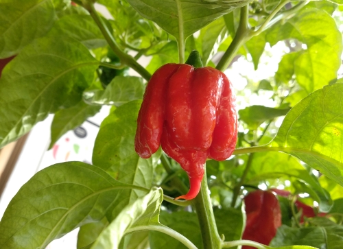 Carolina Reaper Red – plod (Chilli Doupe)