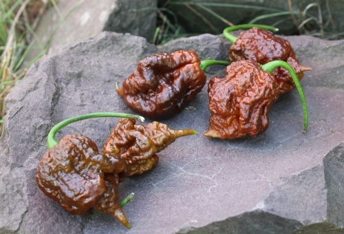 carolina_reaper2_chocolate