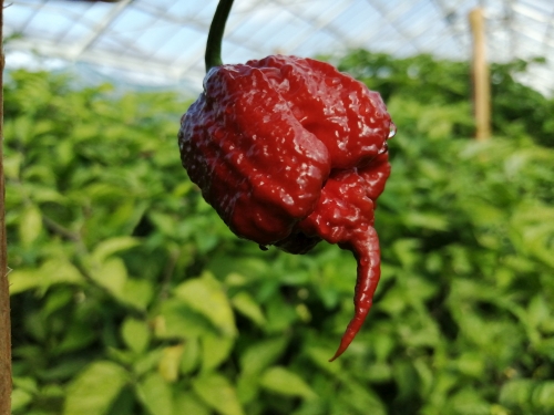 carolina_reaper3_chocolate