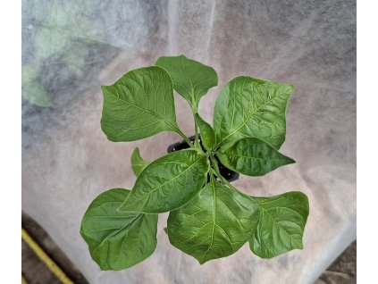 aji rojo