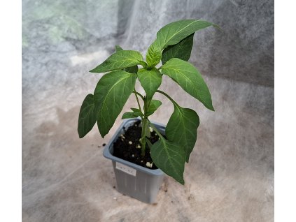 cayenne