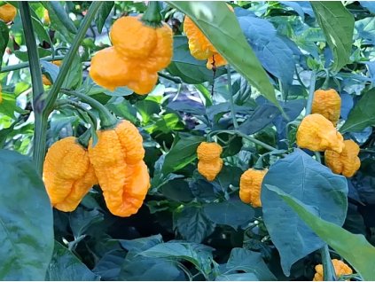 carolina reaper yellow