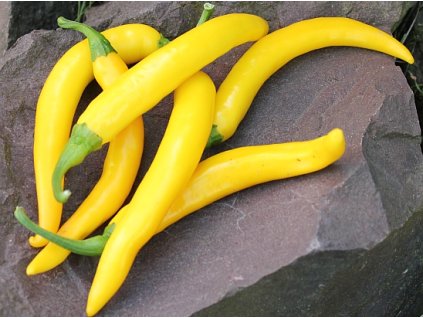 cayenne golden
