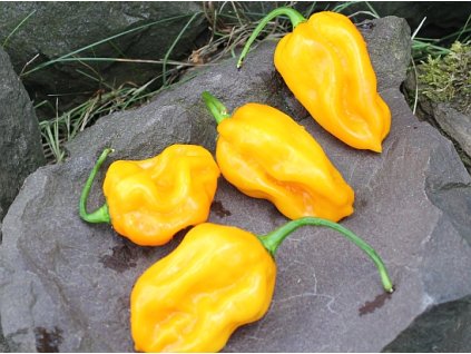 habanero limon