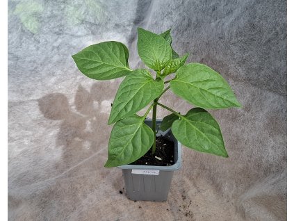 poblano ancho