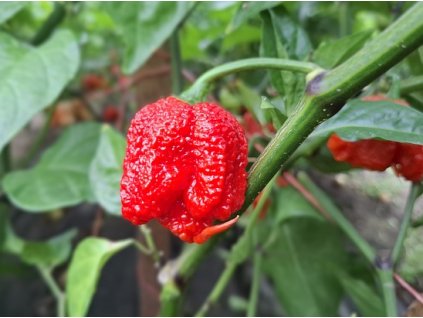 carolina reaper red