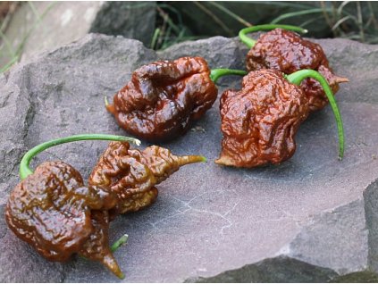 carolina reaper chocolate