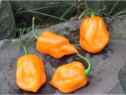 habanero orange