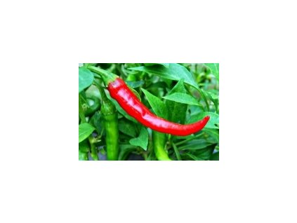 semínka Cayenne Red