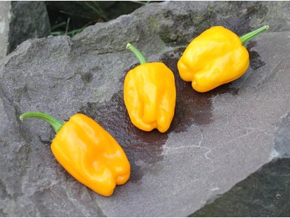 habanero devils