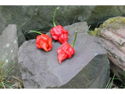 trinidad moruga scorpion red