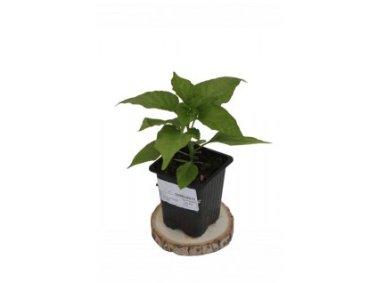 capsicum chinense