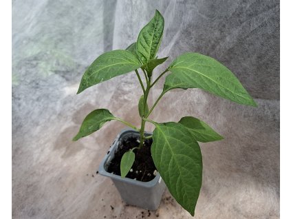 jalapeno yellow