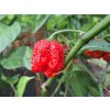 carolina reaper red