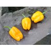 habanero devils